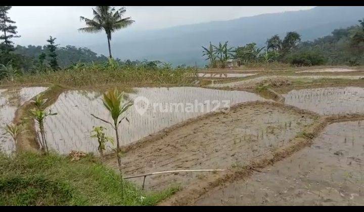 Di jual tanah sawah dn darat view bagus pegunungan lokasi desa  sukawangi bogor timur 3