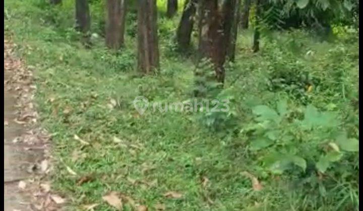 Di jual tanah Luas 1500 mter surat girik harga 75000 lokasi desa sukamulya kec sukamamur keluar tol citerep cibubur bisa lokasi arah wisata  vila kayangam situ rawa gede cafe Ki Demang gunung batu  1