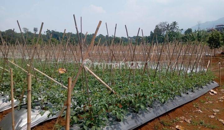 Di juala tanah di Cijeruk cocok untuk vila rumah berkebun udara dingin 1