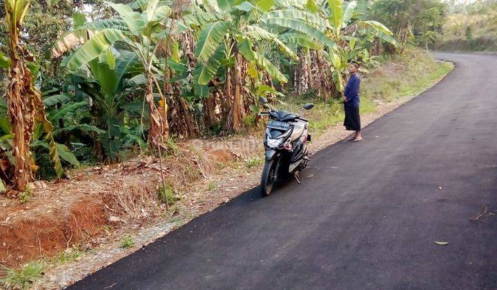 Di jual tanah 50 pohon duren luas 1,2 ha harga 100rb/m 1