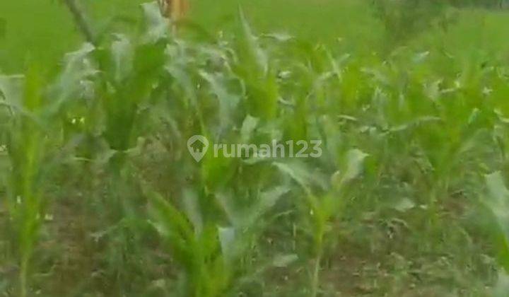 Di jual tanah sawah subur luas 4000 pinggir jalan raya harga 300rb/m 1