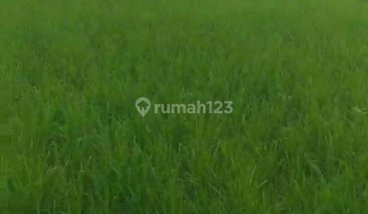 Di jual tanah sawah subur luas 4000 pinggir jalan raya harga 300rb/m 2