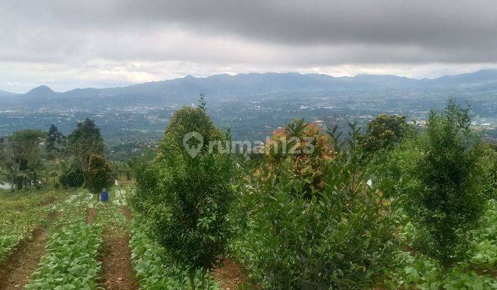 Tanah Trategis untuk vila berkebun 100rb/m Cijeruk bogor 2