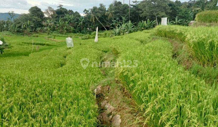 Lokasi sawah cocok untuk investasi masa depan surat shm  100rb/m 1