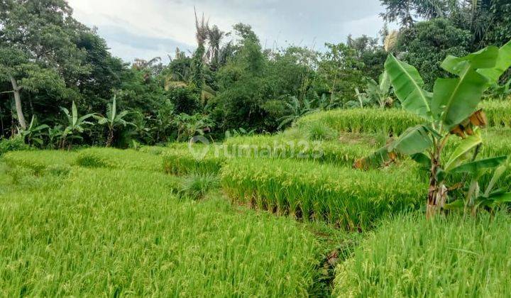 Lokasi sawah cocok untuk investasi masa depan surat shm  100rb/m 2