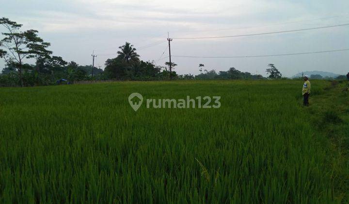 Lahan sawah lokasi pamijahan surat shm harga 300rb/m  1