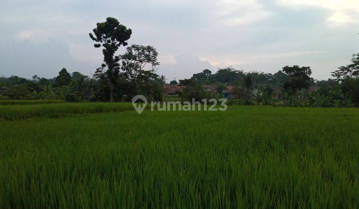 Lahan sawah lokasi pamijahan surat shm harga 300rb/m  2