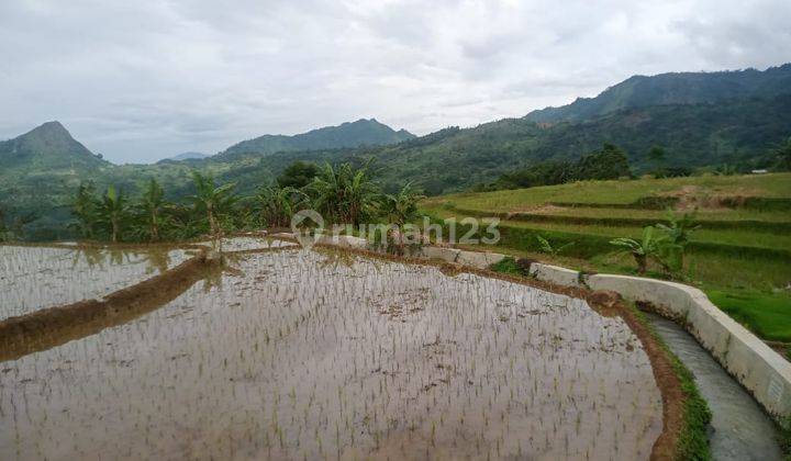 Di Jual Tanah Sawah Surat Shm Harga 250rb/m Nego 1