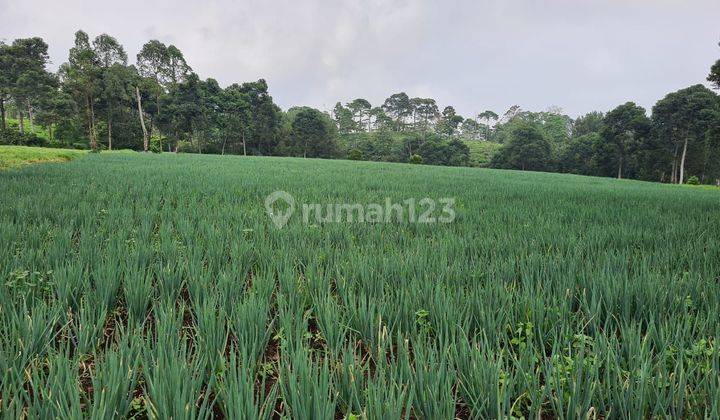 Lahan Bagus Cocok Nanam Sayur Harga 100rb/m Lokasi Puncak Bogor 1