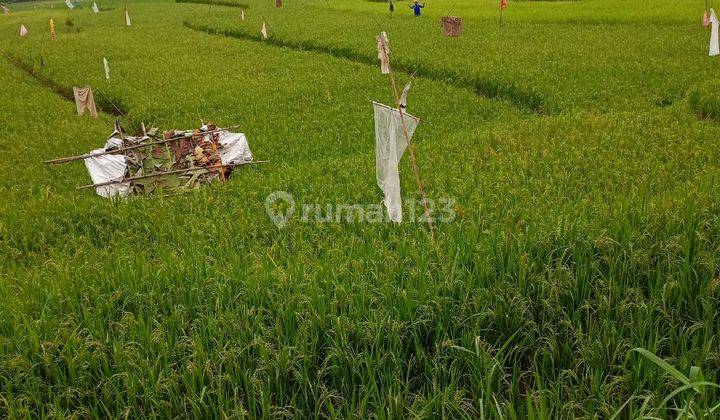 Lahan Sawah Bagus View Bagus Harga 350rb/m Shm 1