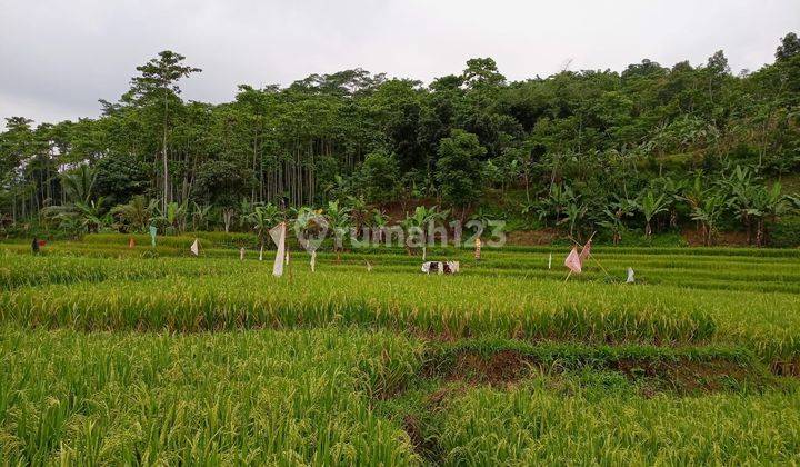 Lahan Sawah Bagus View Bagus Harga 350rb/m Shm 2