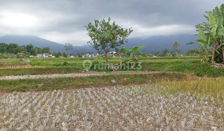 Di Jual Lahan Sawah Surat Shm Luas 2 Ha Haega 350rn 2