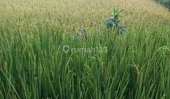 Di Tanah Sawah Rata Air Subur Surat Shm Harga 400rb/m 1