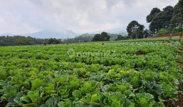 Lahan Bagus Cocok Nanam Sayur Harga 100rb/m Lokasi Puncak Bogor 2