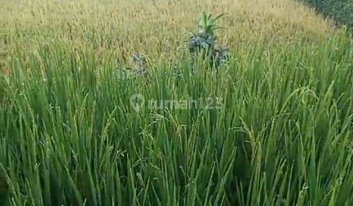 Di Tanah Sawah Rata Air Subur Surat Shm Harga 400rb/m 2