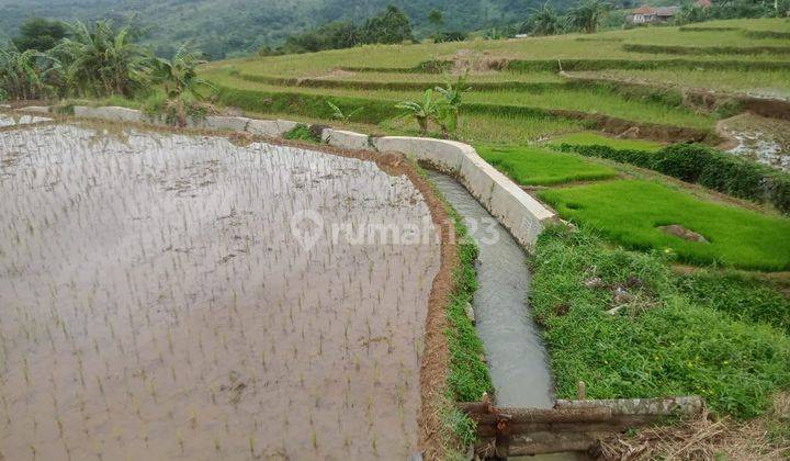 Di Jual Tanah Sawah Surat Shm Harga 250rb/m Nego 2