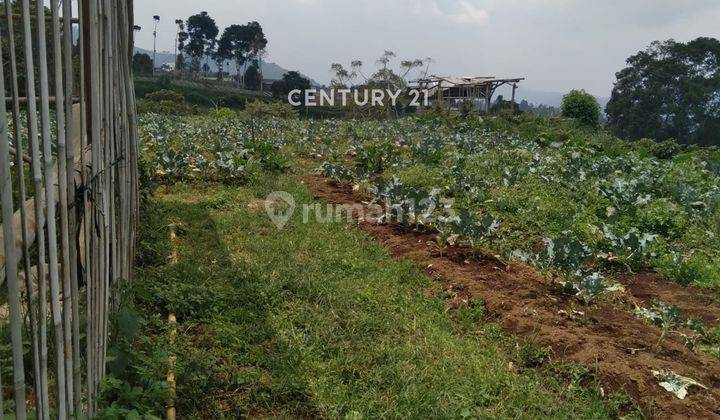 Tanah 3 Hektar SHM Pinggir Jalan Di Jl Barunagri Lembang Bandung 2