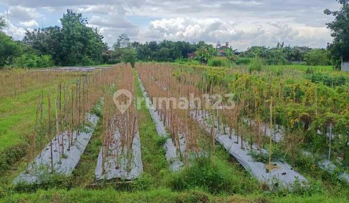 Land 2,500 M² in Blambangan Berbah Near Lava Pillow - 800,000/M²!