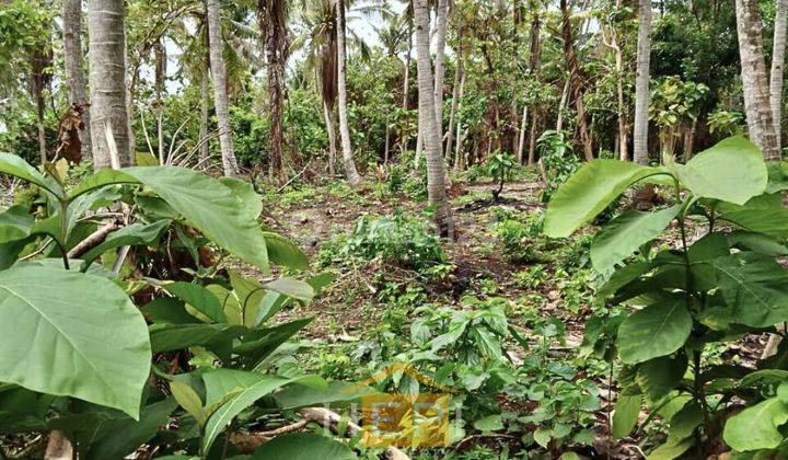 Tanah Strategis Cocok Untuk Resort Dekat Pantai Di Karimunjawa 1