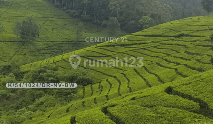 Tanah Kebun Teh Di Pasir Eurih Tenjolaya Ciwidey Tanah Kebun Teh Di Pasir Eurih Tenjolaya Ciwidey