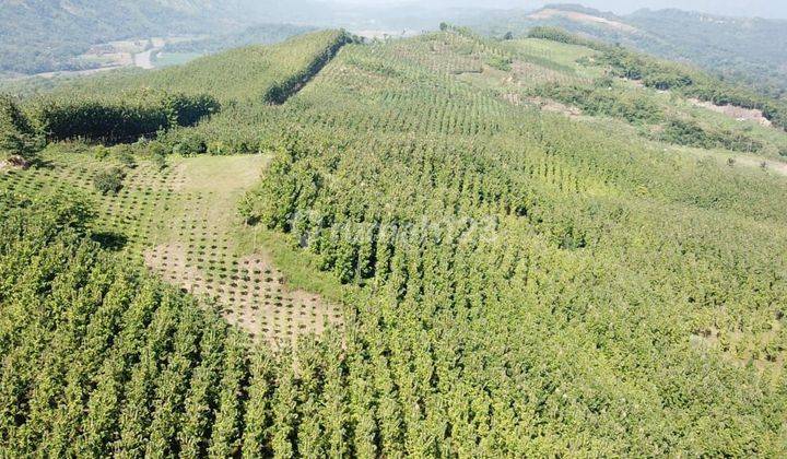  Perkebunan Jati  Sudah Jadi Pohon Sukabumi Bantar Kalong 2