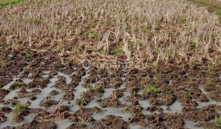 Dijual Tanah Sawah lokasi strategis di Sukoharjo, Bendosari, Toriyo, Jawa Tengah  1