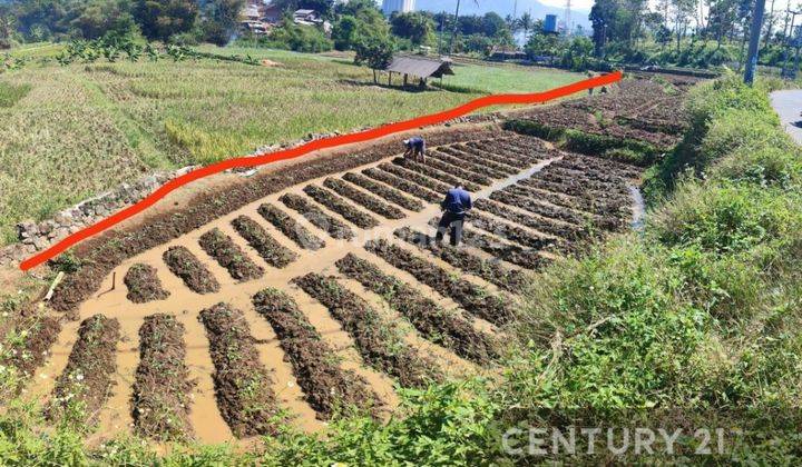 Tanah Sawah Produktif Dekat Kali Irigasi Di Hegarmanah Jatinangor 2