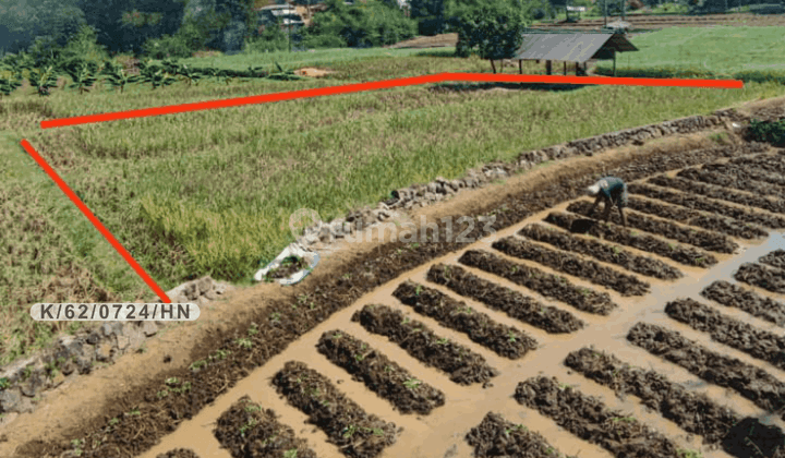 Tanah Sawah Produktif Dekat Kali Irigasi Di Hegarmanah Jatinangor 1