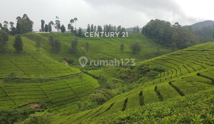 Tanah Kebun Teh Di Pasir Eurih Tenjolaya Ciwidey 2