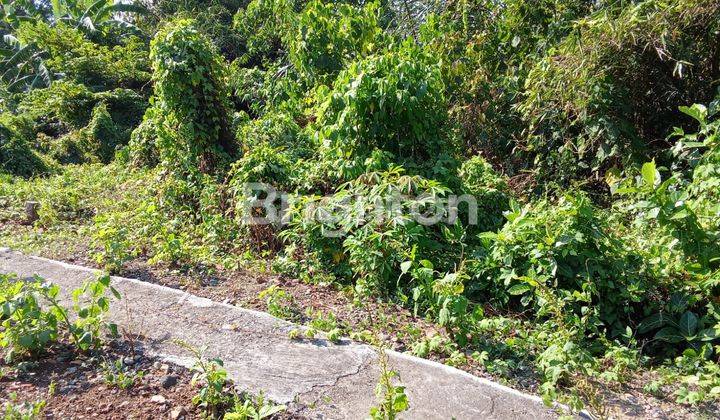 Cepat Tanah Kavling luas 100M di Jogja 2