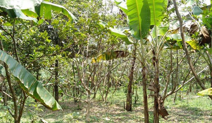 Tanah Villa Dan Kebun Buah 2,7 ha Di Parakan Salak Sukabumi jabar 12