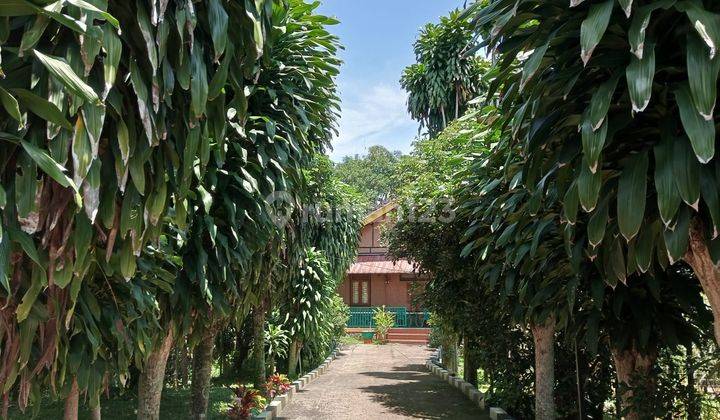 Villa Dan Sawah Pemandangan The Best View Di Cimande Bogor 13