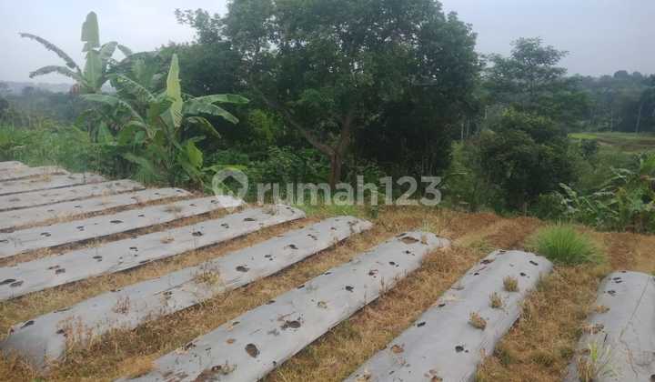 Tanah Murah Dekat Kopi Daong Cocok Untuk Villa Di Pancawati  4