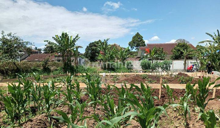 Jual Tanah 1 Hektar Hargnya Rp 650 Meter Lokasi Cimande 13