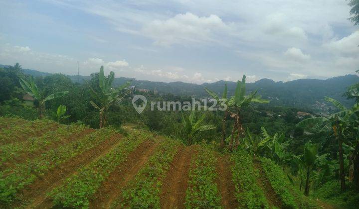 Tanah murah 42 Ha Lokasi Taman Bunga Cipanas Cocok Untuk Wisata 8