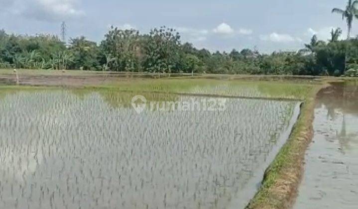 Tanah murah 42 Ha Lokasi Taman Bunga Cipanas Cocok Untuk Wisata 11