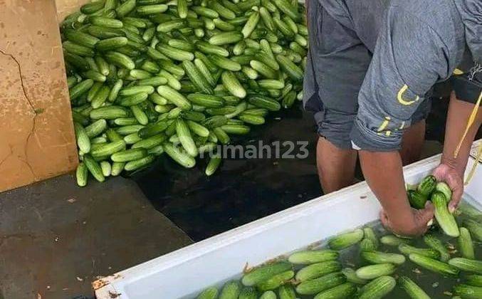 Tanah Kebun Buah Dengan Fasilitas Villa Di Ciapus View Pegunungan 8