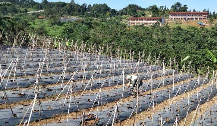 Tanah 10 Ha Cocok Untuk Resort Udara Dingin Di Lewisapi Cimande  4