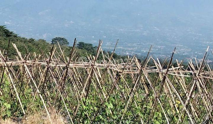 Tanah 10 Ha Cocok Untuk Resort Udara Dingin Di Lewisapi Cimande  8