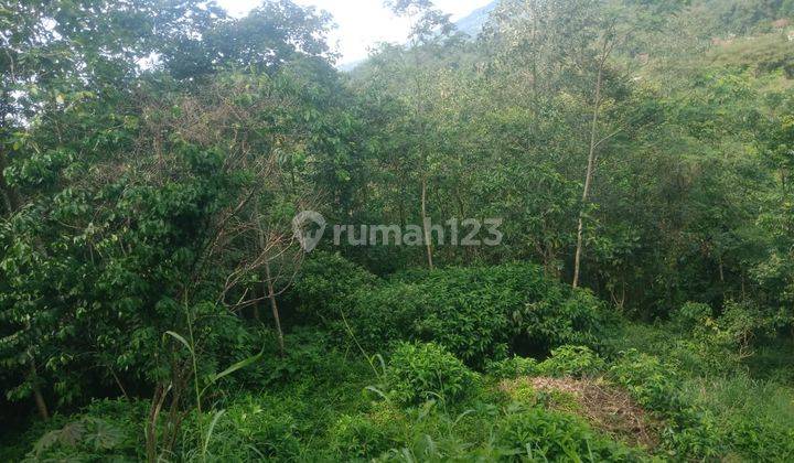 Jual Tanah 1 Hekatr Lokasi Ciamande Hilir Shm Dekat Jalan Raya 6