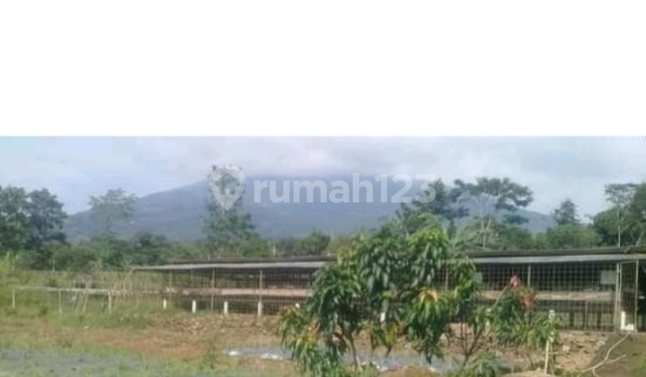 Di Jual Tanah Kebun Peternakan Kambing Di Cipelang Cijeruk Bogor 4