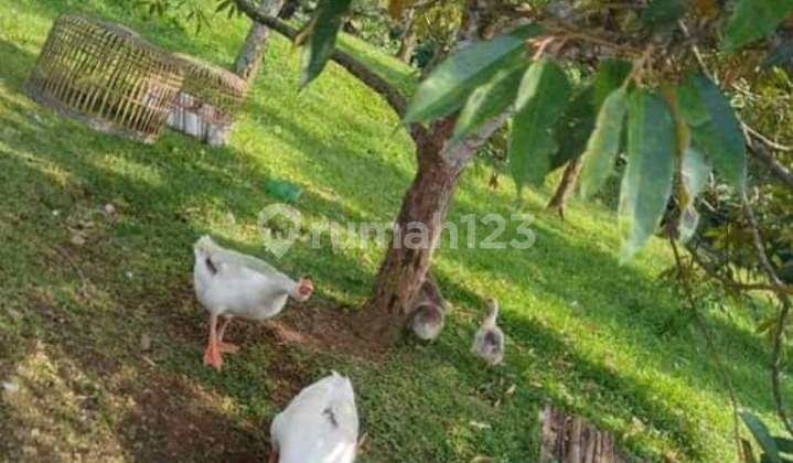 Di Jual Tanah Kebun Peternakan Kambing Di Cipelang Cijeruk Bogor 6