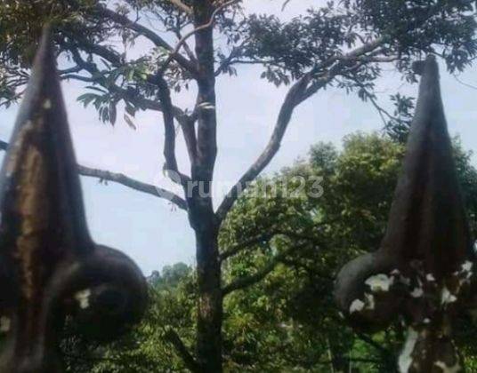 Di Jual Tanah Kebun Peternakan Kambing Di Cipelang Cijeruk Bogor 8
