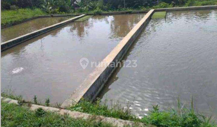 Di Jual Tanah Kebun Peternakan Kambing Di Cipelang Cijeruk Bogor 9