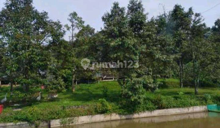 Di Jual Tanah Kebun Peternakan Kambing Di Cipelang Cijeruk Bogor 13