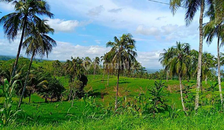 Jual Tanah 1500 Hekatr Bisa Ambil 5 Hektar 10 Hektr Surat SHM 1