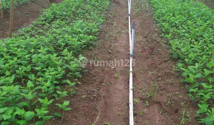 Di Jual Villa Kebun Bunga Kebun Sayur Mayur Dan Kebun Buah Buahan 4