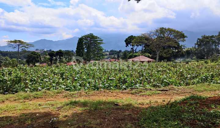 Tanah Jual Rugi 800 Meter Hanya 300 Juta Jl Alternatif Puncak Tanah Jual Rugi 800 Meter Hanya 300 Juta Jl Alternatif Puncak