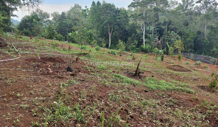 Tanah Kebun 1 Hektar Plus Gazebo Waringinkurung 2