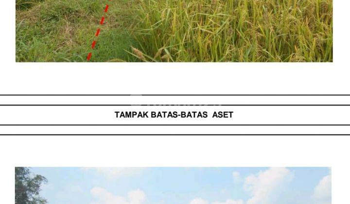 Tanah sawah batorasang madura nego sampai deal 2